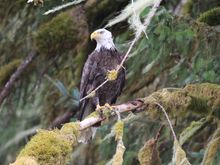Bald eagle