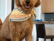 Since it’s been a couple weeks and, by popular request, Poppy has consented to pose the day before her spa appointment. (We’re having a party this weekend and she wants to look her best.)