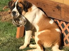 Ginger Rose 130 lbs 7 month old puppy, my ESA.