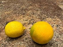 First lemon and first orange of the season. 