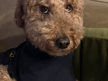 Poppy gets rave reviews from the vet and the staff. She runs around greeting everyone in the reception area. Of, course, being exceptionally cute doesn’t hurt. 