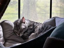 Anpu resting up yesterday for today’s shenanigans.