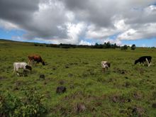 All the cattle and horses are just roaming free on the island