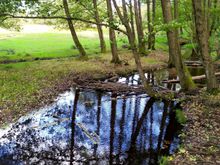 Wetlands beside the trail on Lüneburg Heath 