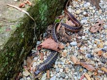 Snakes, bears and other wild animals are regular visitors - if you look you will see that this snake has caught a frog