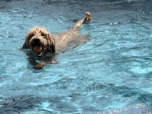 Poppy fetching her favorite ball!