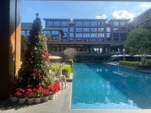 Lovely hotel, a tree and some reindeer by the pool.