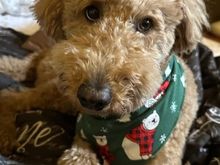 “It’s the most wonderful time of the year!”