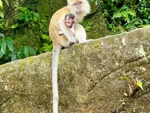 There are loads of monkeys knocking about. Be careful, they love sunglasses!