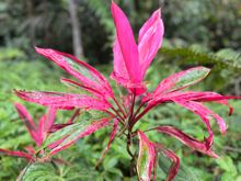Pretty plants