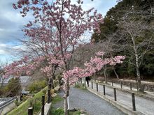 The Philosopher’s Walk