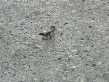 New friend at my hotel
