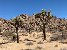 Rock piles and Joshua Trees