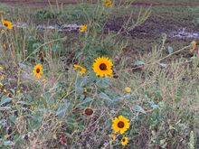 Kansas sunflowers 