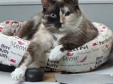 Boo playing with a mouse :D