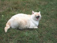 Luka was another rescue from Orcas Animal Protection Society.  He had a funny short kinked tail, and the vet said this was related to a urachal remnant that ultimately led to his death at age 12 from bladder stones.