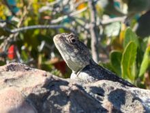 Lizard