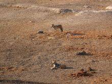 Jackals playfully hunting for birds