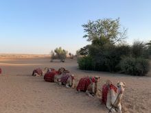 Camel Trek