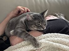 Mom and kitty napping.   
