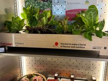 fresh veggies!