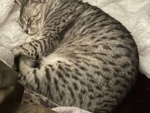 Anpu is currently “protecting” me from the loud noises outside.     At least that’s his claim so I won’t let on that he’s hiding from the other cats.