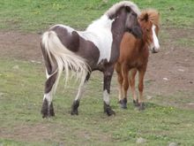Icelandic horses.