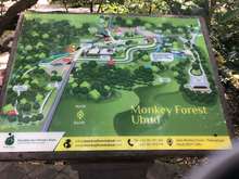 Monkey Forest Map
