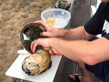 abalone cleaning