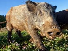 boar1