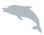 Galapgos Dolphin
