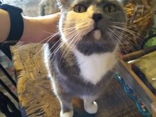Pretty Kitty