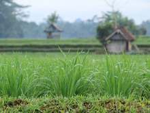 Rice Closeup
