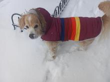 First snow day in his forever home for our sweet rescue dog Rocket!
