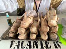 Cuy, the other other white meat