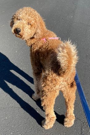 Poppy showing off her cute backside on the morning walk. BTW, Poppy has decided that her walks are for meeting new people and sightseeing. None of that other “business.”  That’s done at home. 