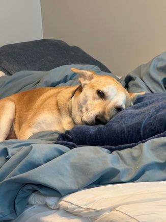 Interlude. Puppy Picture. He misses me. 