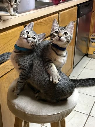 These two minis will be going to their new homes today.  