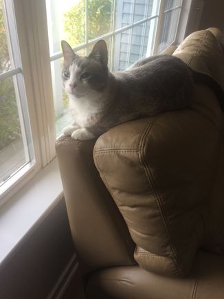she spends a lot of the day sleeping atop the cushions at the other end of the couch ... which, as it’s next to the front door, can be a pretty good launching point for an escape attempt