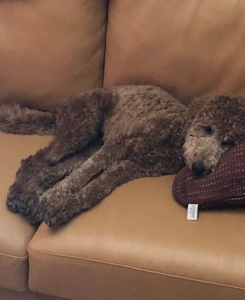 This is Poppy during my Peloton workout. Sadly, it is SHE who has the athlete’s body! 😂