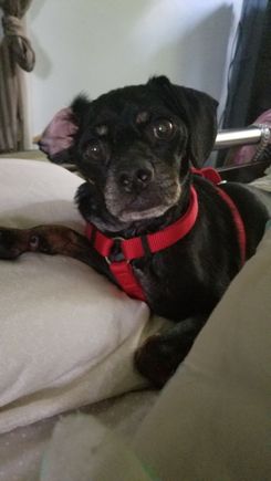 Bayani