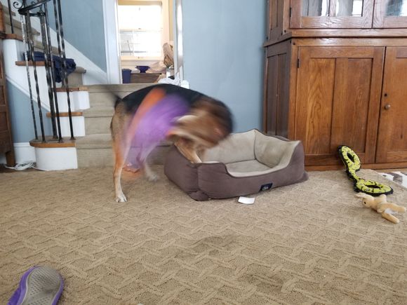 I love this duck so much that I'm battering myself silly with it, at warp speed. 