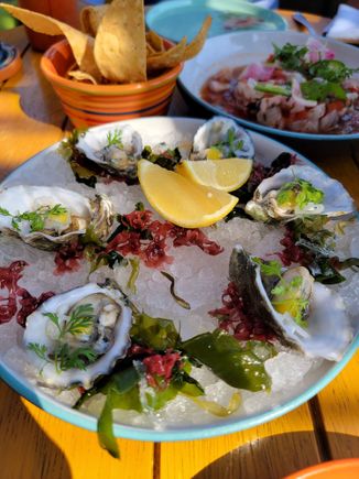 Oysters (fine, but I am partial to the oysters I get at home in Maine)