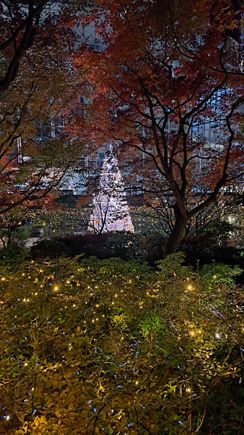 The tree taken from the path round the lake - the red leaf colours at  night were beautiful