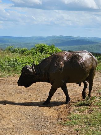 UNESCO Imfolozi National Park where the big 5 are up so close (no need for binoculars) unlike my previous safaris in South Africa, Botswana,  Namibia, etc.