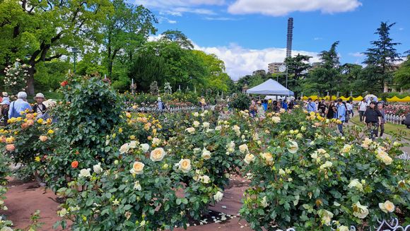 Rose festival
