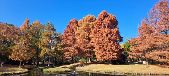 Near the entry to the park  but beyond it there was a small stream with beautiful maple trees.