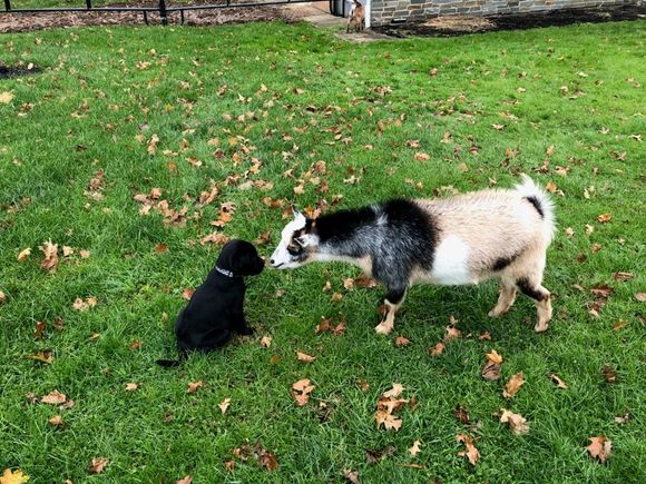 Angus meeting Zoomey