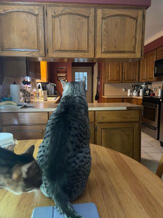 Anpu was watching for his mama.  And reminding me he hadn’t been fed yet.  