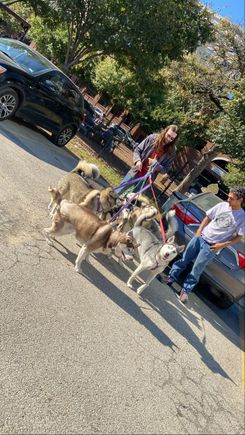 Huskies ! 
